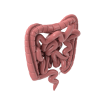 علاج أمراض الأمعاء   والقولون و القي و الإسهال والإمساك
