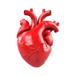 تشخيص و علاج أمراض القلب المختلفة