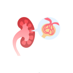 تشخيص و علاج حالات قصور وظائف الكلى