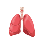 جراحة صدر بالغين