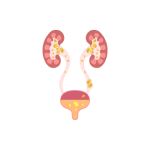 جراحة مسالك بولية اطفال