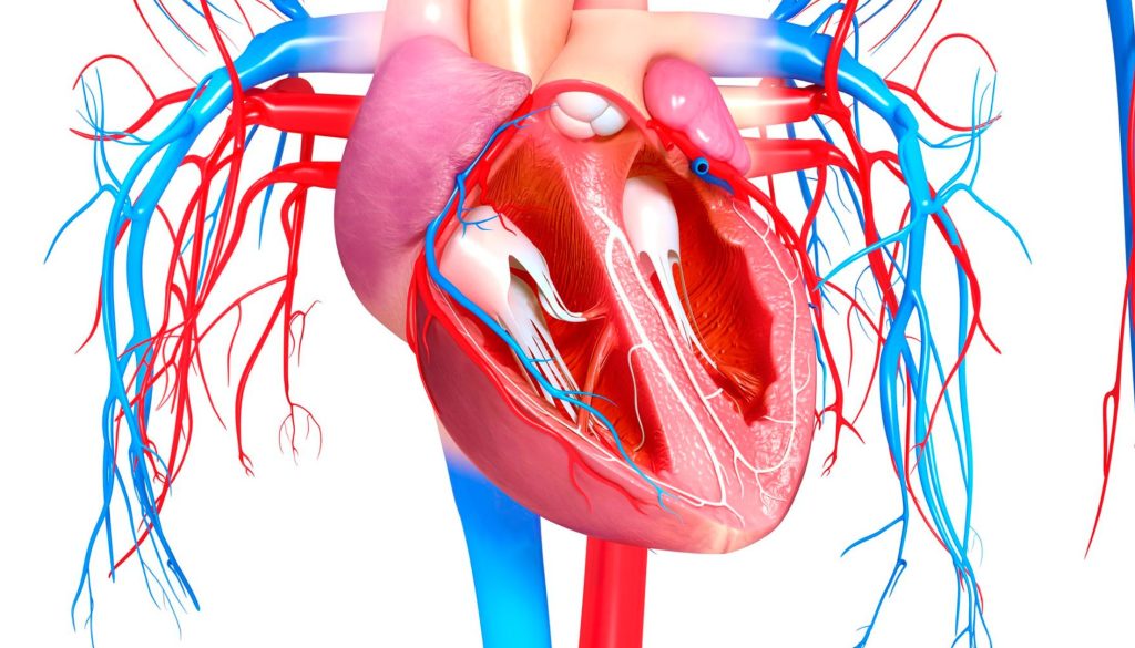 دليل شامل لتوسيع صمامات القلب