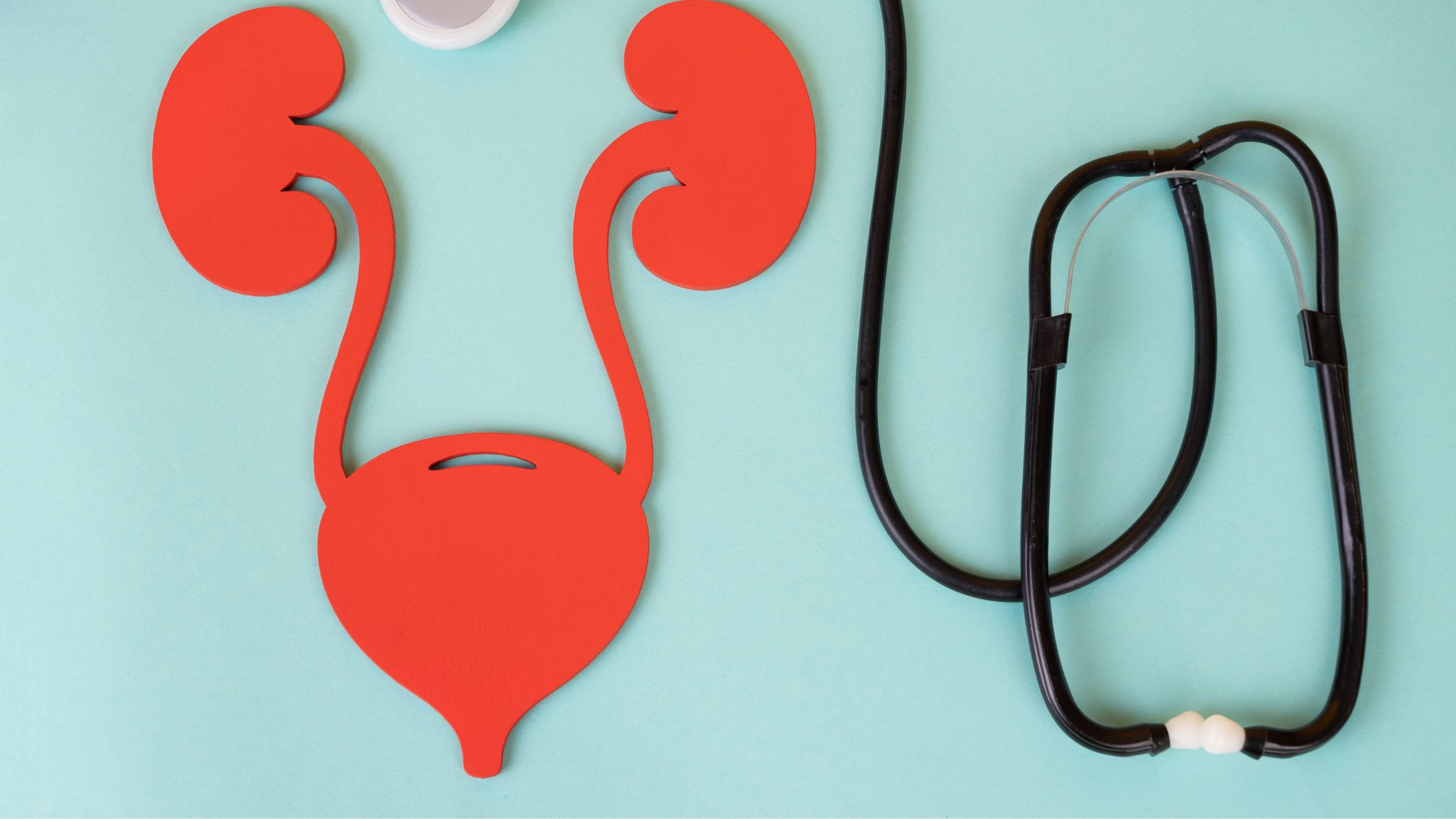 المسالك البولية